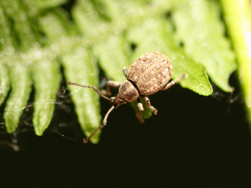 Curculionidae: Lepretius noxius